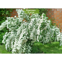 Комплект 5шт  / Спирея ВанГутта